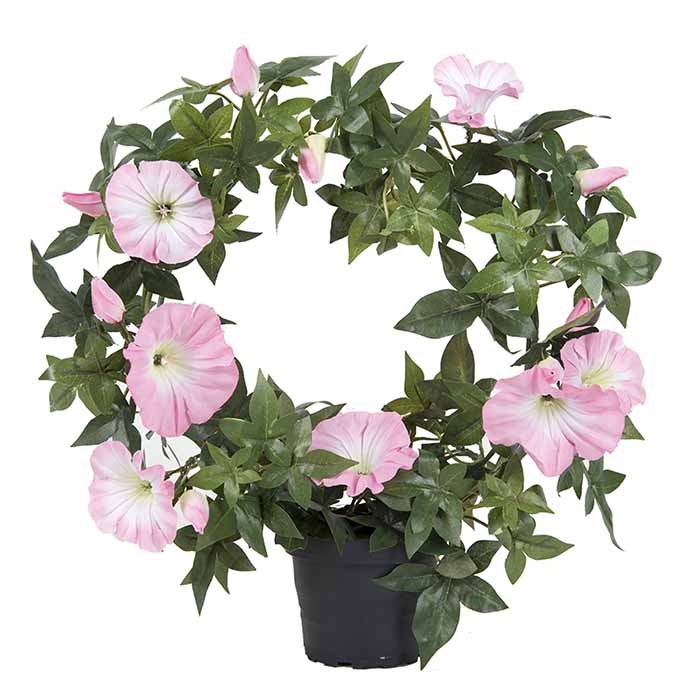 Maljaköynös ruukussa 35cm