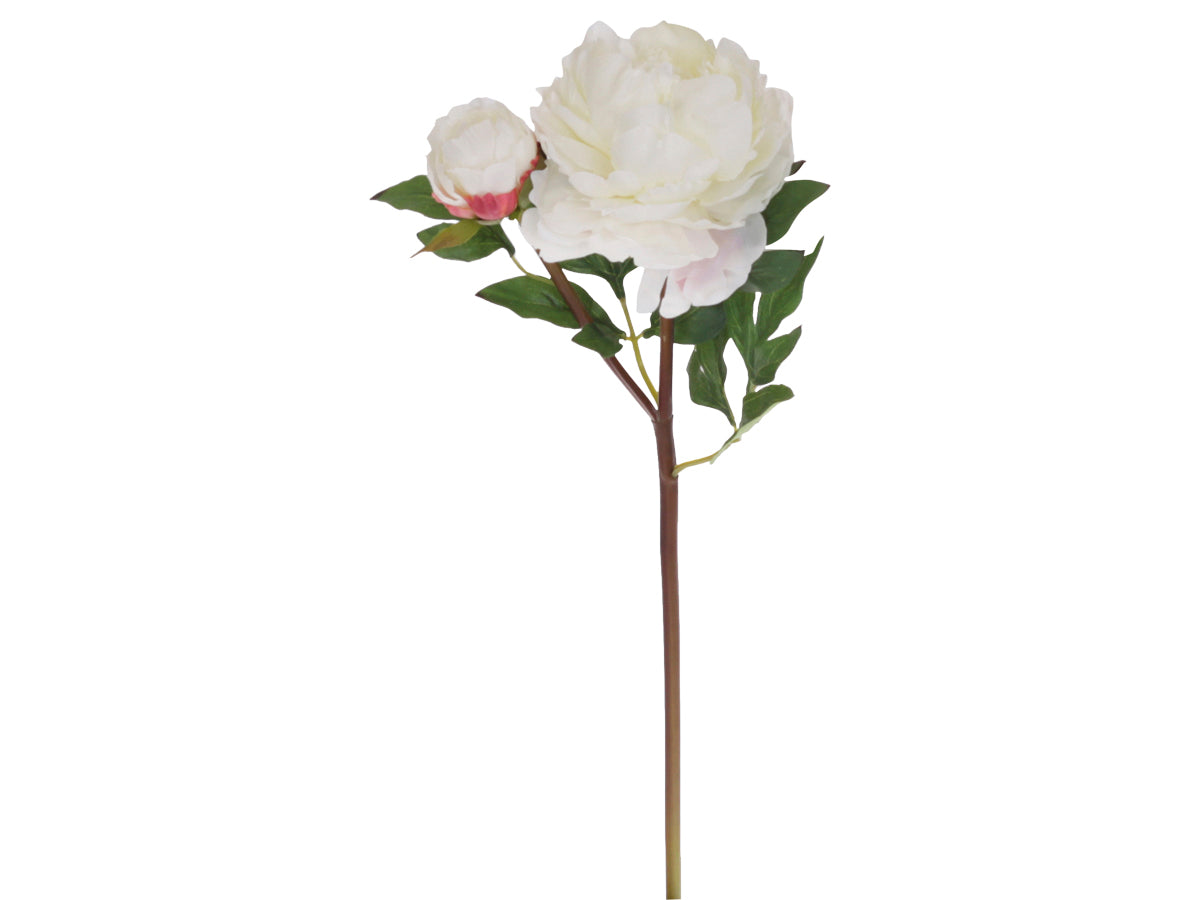 Pioninoksa 53cm luonnonvalkoinen