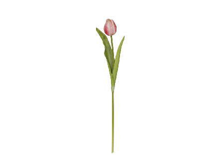 Tulppaani 47cm rasberry
