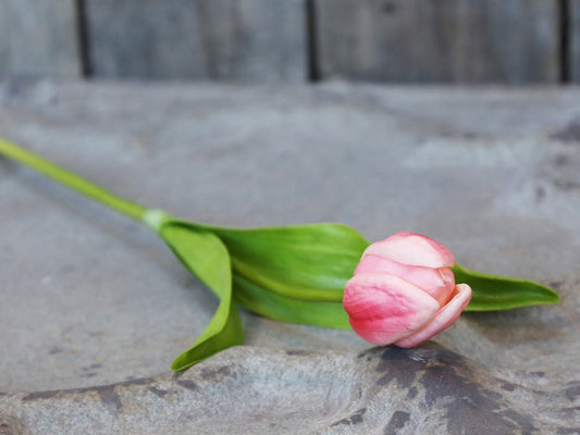 Tulppaani 47cm rasberry