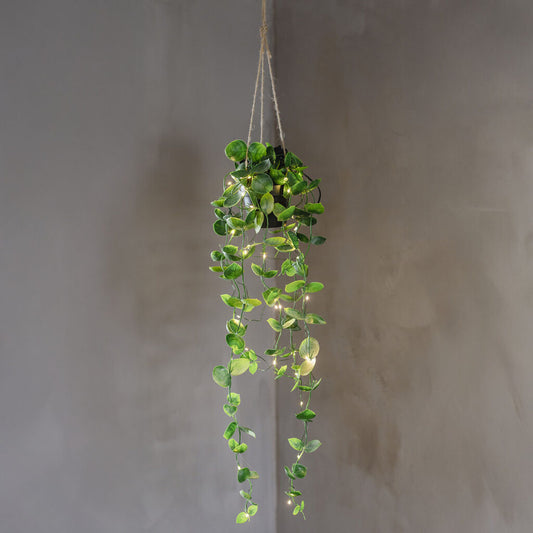 Laos köynösruukku 60cm led-valoilla
