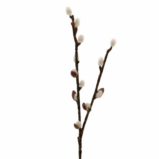 Pajunkissaoksa 36cm