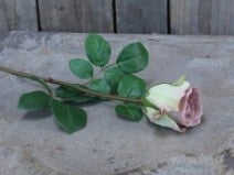 Ruusunoksa antique rose 63cm