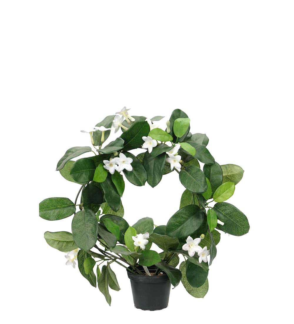 Tuoksuköynös ruukussa 37cm