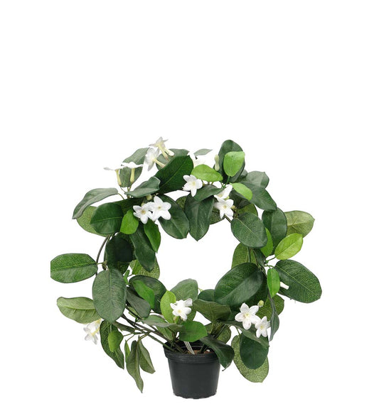 Tuoksuköynös ruukussa 37cm